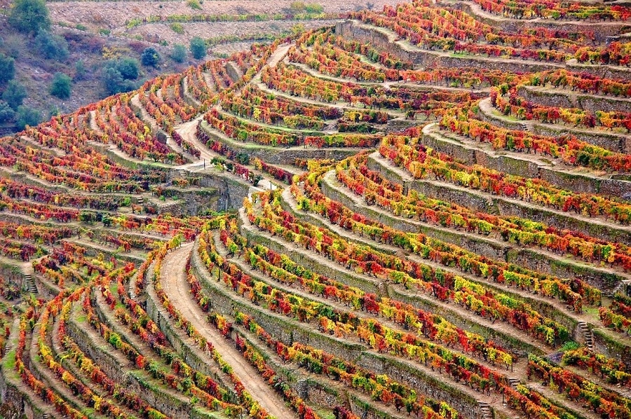 Winery in Portugal