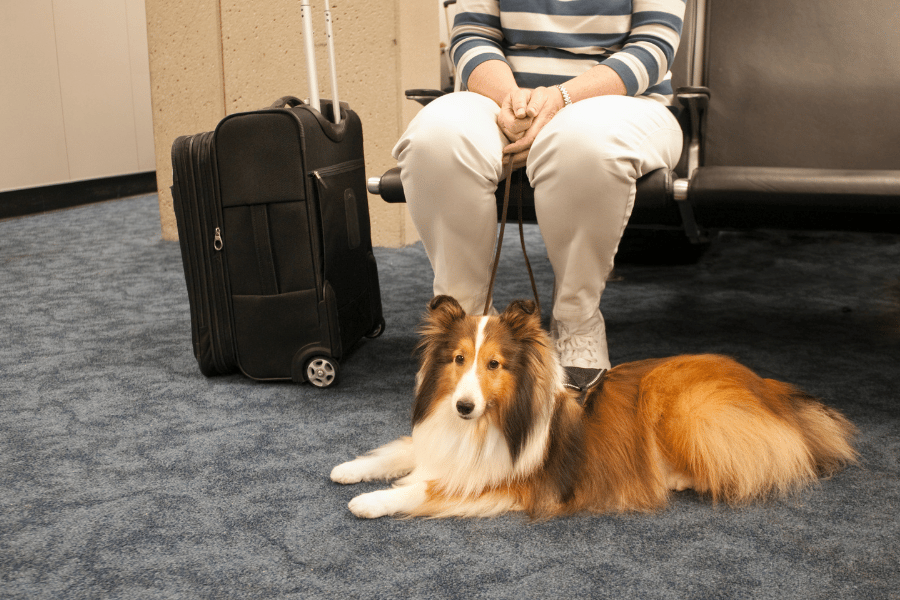 Dog at airport