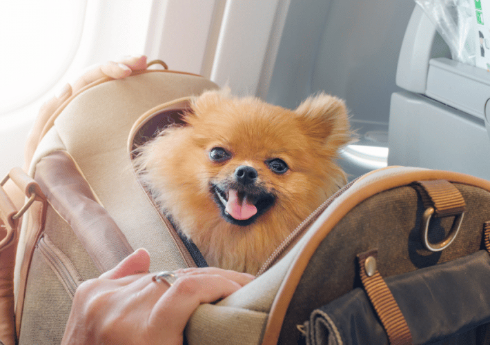 travel with dog on airplane