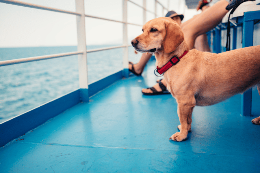 dog on boat travel