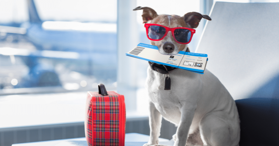 Moving abroad with pets