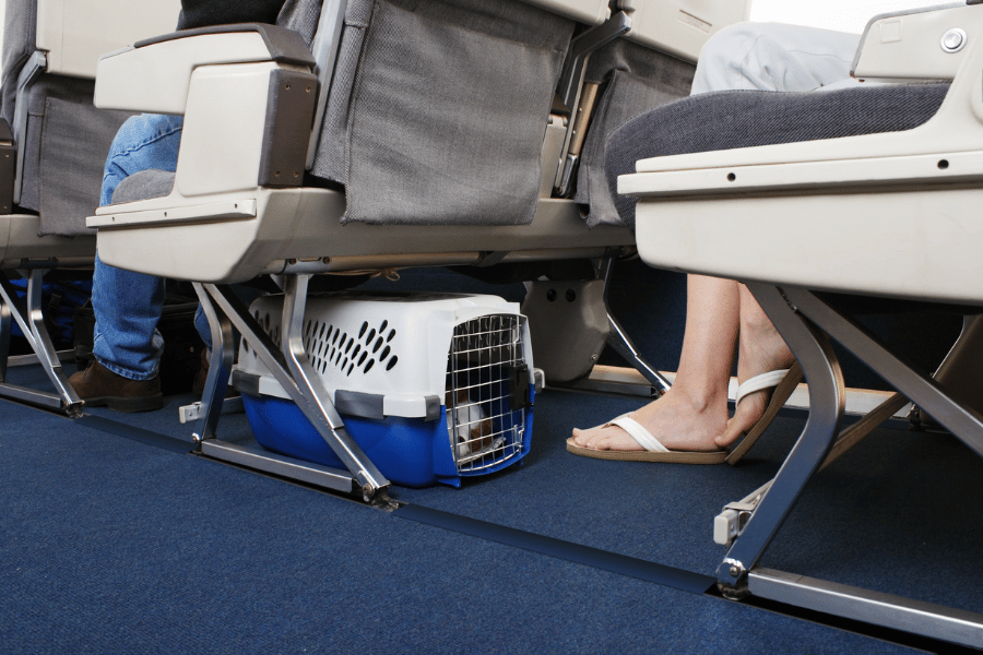 Flying with pets