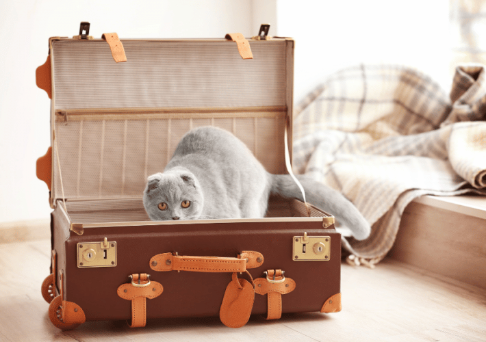 Cat travel