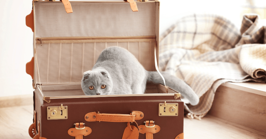 Cat travel