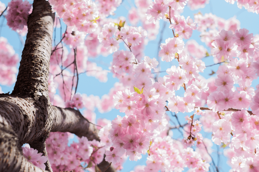 Cherry tree blossom in spring