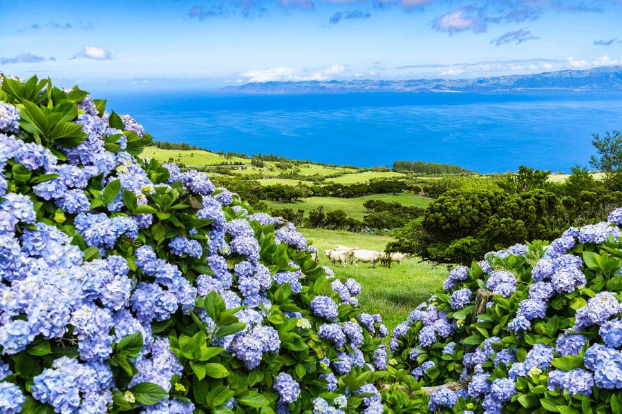 Azores Portugal