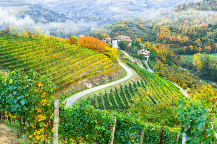 Vineyards Piedmont Italy