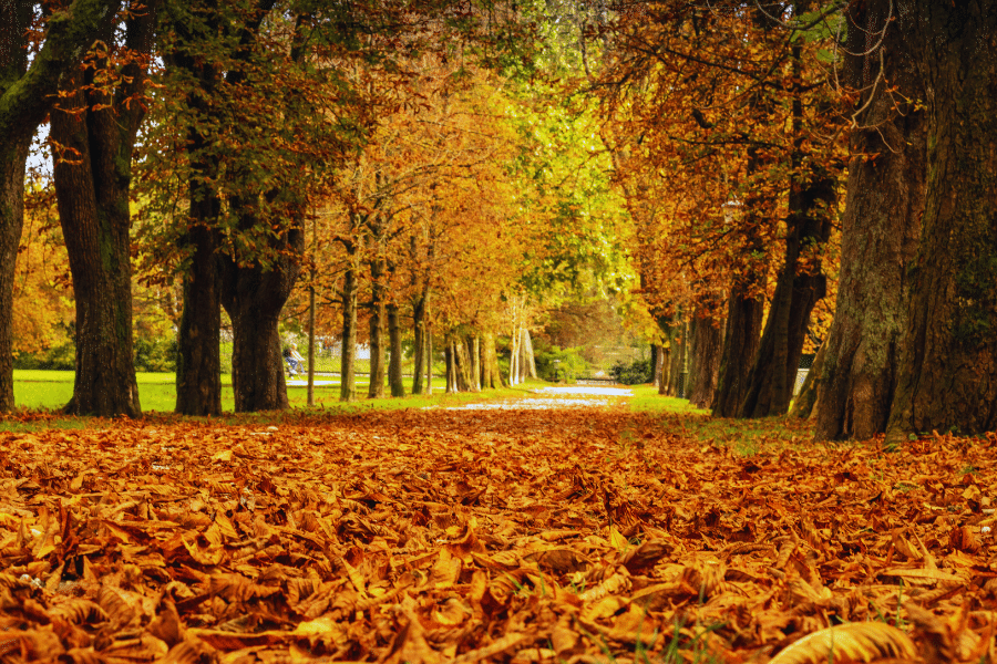 Tivoli-Park-Ljubljana-Slovenia-fall-colors