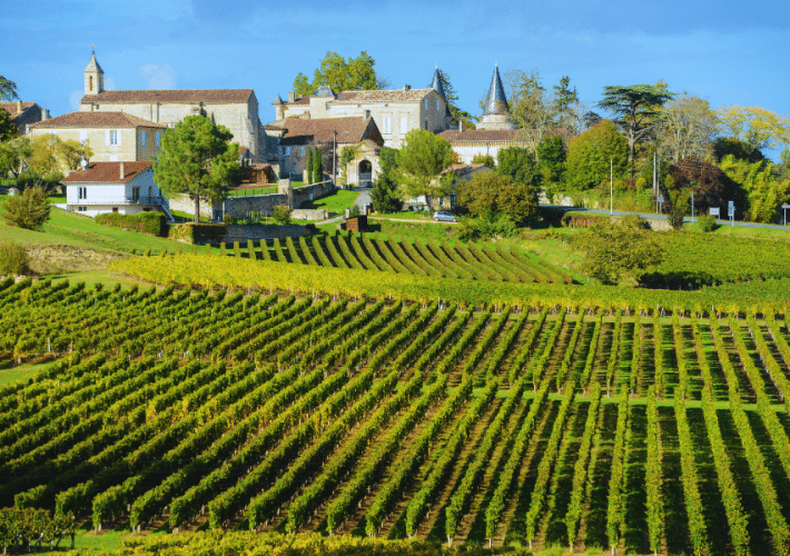 Vineyards in Bordeaux